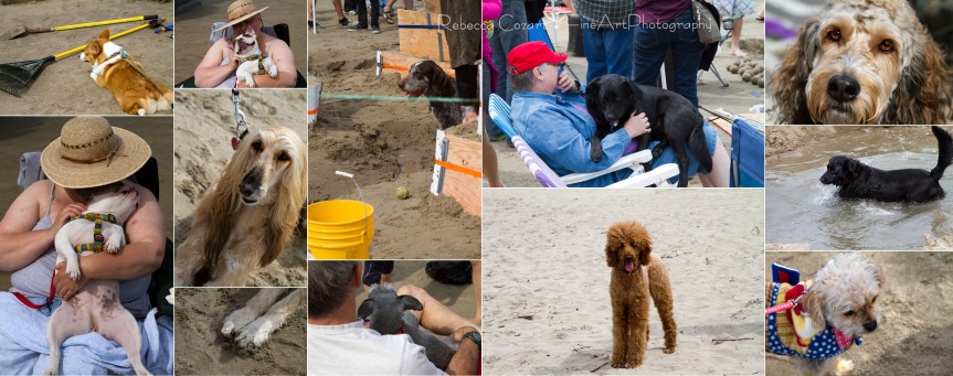 Beach - Dog collage